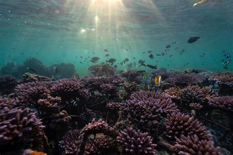 Indonesia and US seal $35 million coral reef debt swap | 103.7 The KRRO