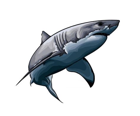 Great white shark from a splash of watercolor, colored drawing, realistic. Vector illustration ...