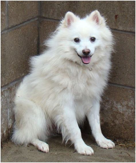 American Eskimo Dog - Breeders, Facts, Pictures, Puppies, Rescue ...