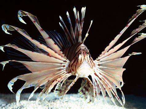 Lionfish Wallpapers - Wallpaper Cave