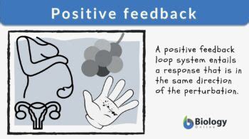 Positive feedback - Definition and Examples - Biology Online Dictionary