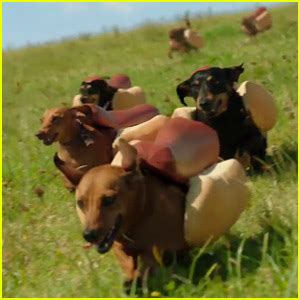 Heinz Super Bowl Commercial 2016 Features So Many Puppies – Watch Now! | 2016 Super Bowl, 2016 ...