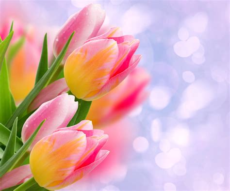 Download Nature Pink Flower Close-up Tulip 4k Ultra HD Wallpaper