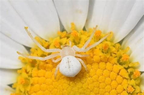 9 Types Of White Spiders (with Pictures) — Identification Guide | by Shabbirahmadawan | Medium