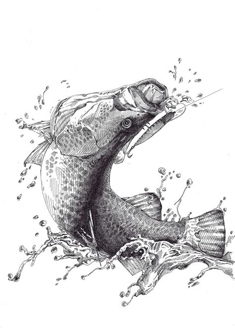 Tarpon Drawings Jumping Sketch Coloring Page