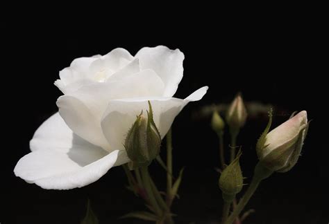 White rose black background Photograph by Matthias Hauser - Fine Art America