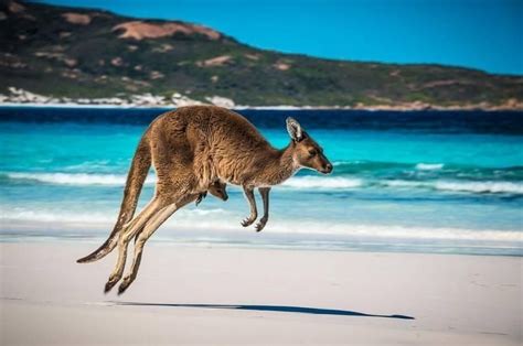 Kangaroo on Australia beach | Wildlife | Pinterest