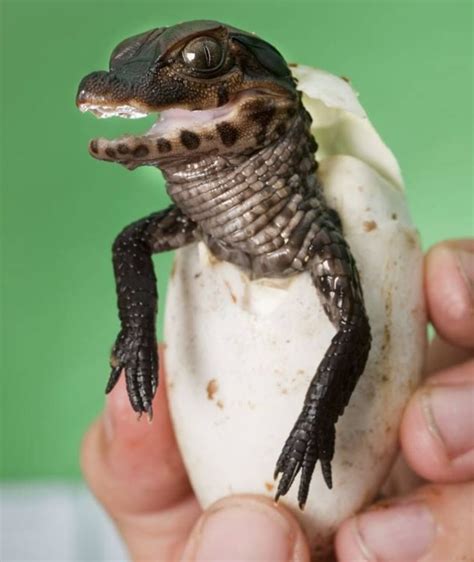 Fresh Out (With images) | Cute reptiles, Crocodiles