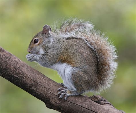 Cull grey squirrels to curb £1 billion damage to Britain's woodlands, says experts - London Globe