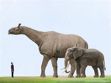 African #Elephant - 12 feet tall / 6 tonnes #Indricotherium - 20 feet tall / 20 tonnes ...