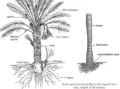 Do Palm Tree Roots Cause Damage | palmtree