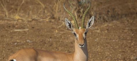 Eritrean Gazelles: Once Lost, and Now Found in Their Namesake Country ...