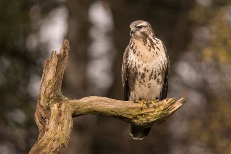 Birds of Prey in Ireland: The Complete Guide