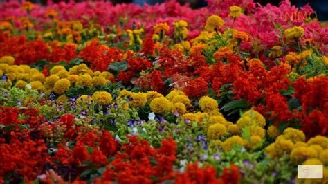 Lalbagh flower show | Botanical garden Bangalore - YouTube