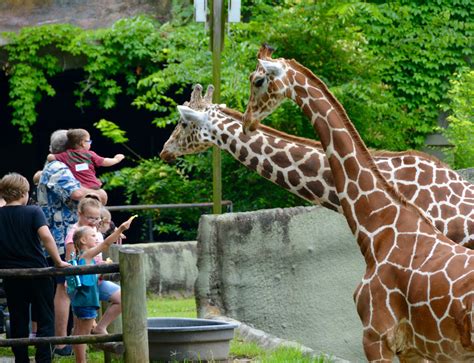 Why is attendance on the decline at the Baton Rouge Zoo?