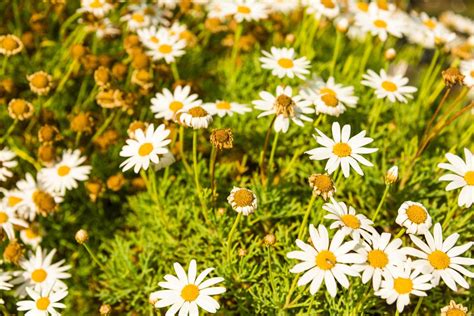 Chamomile flowers view 12903955 Stock Photo at Vecteezy