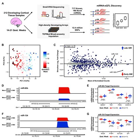 Study Design and miRNA Expression Analysis A. Small-RNA sequencing was ...