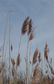 BRIDGING THE WATERSHED - common reed