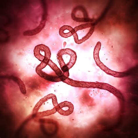 Ebola | Disease Directory | Travelers' Health | CDC