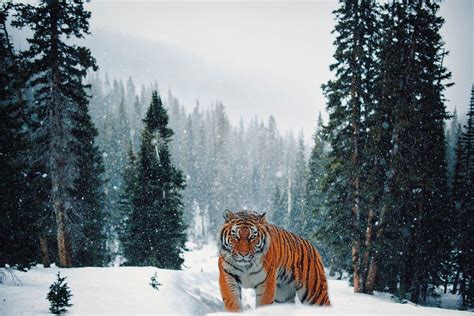 17 Wild Animals in Siberia [Wildlife in Siberia] - Kevmrc