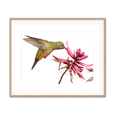 You can find a range of limited editions prints, including this cheerful hummingbird, in my ...