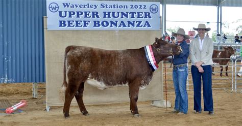 Upper Hunter Beef Bonanza 2022: Calrossy Anglican School Shorthorn heifers win | The Land | NSW