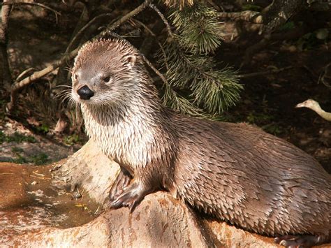 Northern River Otter 02 by animalphotos on DeviantArt