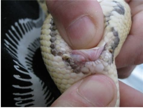 A basic guide to snake reproduction - HubPages