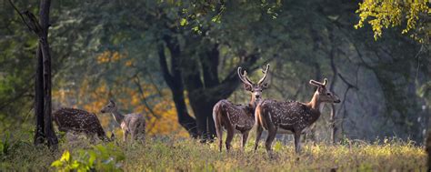 Satpura National Park | Bespoke Satpura Safaris | Natural High