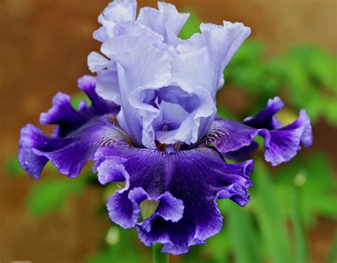 World of Irises: "Talking Irises" TALL BEARDED IRISES & COMPLEMENTARY COLOR SCHEMES--Planning ...