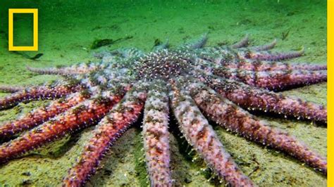 Sunflower Seastar: Terrifying Predator? | National Geographic - YouTube