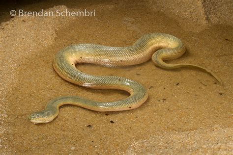 Beaked Sea Snake (Hydrophis schistosus) | Penang, Malaysia | Brendan Schembri | Flickr