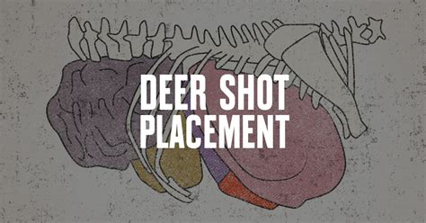 Where To Shoot a Deer: Ultimate Shot Placement Guide & Chart | onX Hunt