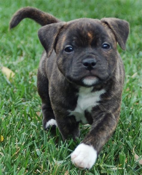 10 Best Staffordshire Bull Terrier Dog Names