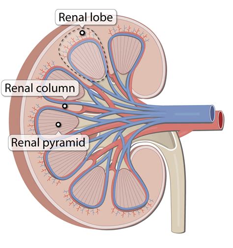 Renal Pyramid Labeled