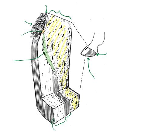 Structures of Hoof wall Diagram | Quizlet