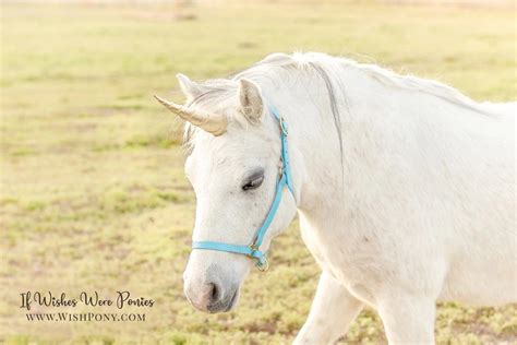 WishPony Classic Natural-Look Unicorn Horn™ for Horse or Pony Custom