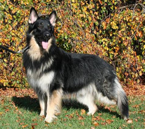 Shiloh Shepherd Dog Breed Guide - Learn about the Shiloh Shepherd Dog.