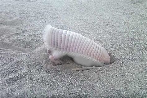 Watching this pink fairy armadillo digging will make you inexplicably ...