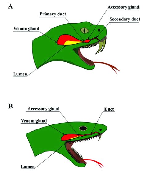 Snake venom delivery systems. Schematic anatomy of snake venom delivery... | Download Scientific ...