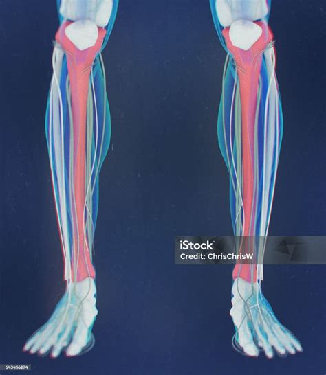 Vetores de Osso Da Tíbia Anatomia Humana Ilustração 3d e mais imagens de Anatomia - Anatomia ...