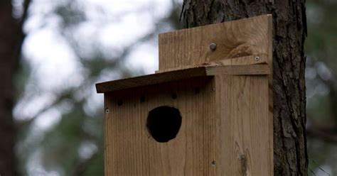 Time Outdoors: Birding - Screech Owl Nest Box Installed