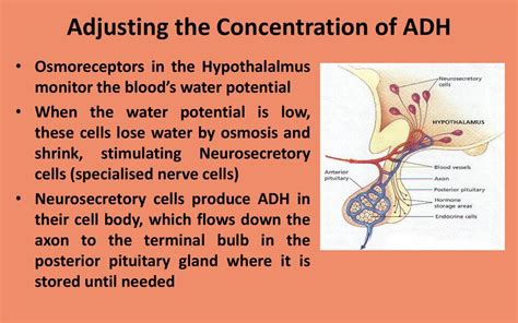 Ultrafiltration and Selective Reabsorption - ppt download