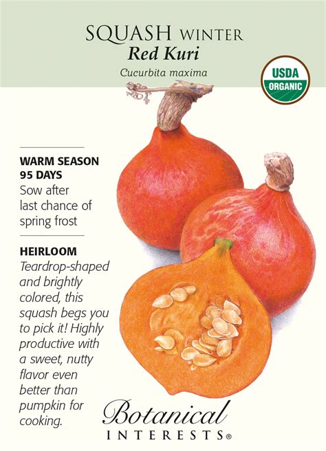 Organic Red Kuri Winter Squash Seeds - 1.5 grams - Hirt's Gardens