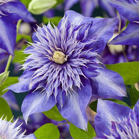 Clematis- Multi Blue - Buy Plants Online | Pakistan Online Nursery