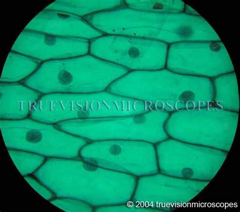 plant cells under a microscope - Google Search | Plant cell, Things under a microscope, Plant ...