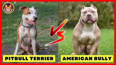 American Bully Vs Pitbull What Is The Difference