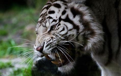 Download wallpaper for 2560x1440 resolution | White tiger, face, whiskers, fangs | animals ...