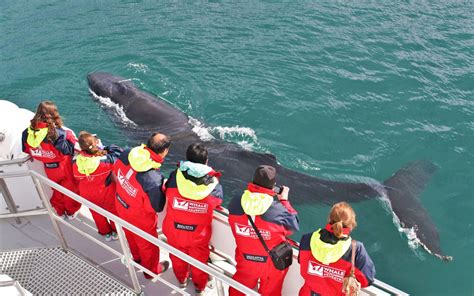 Akureyri Classic Whale Watching | Activity Iceland