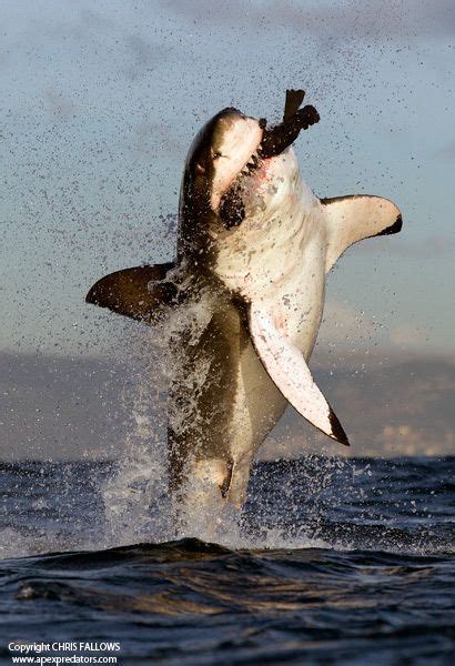 9 Best Things to Do in Cape Town | Shark cage diving cape town, White sharks, Great white shark